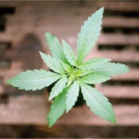 Triple_leaf_cannabis_plant