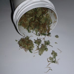 Cannabis - Sicher Medizin!