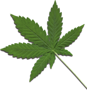 In Isael soll die Verfügbarkeit von Cannabis verbessert werden