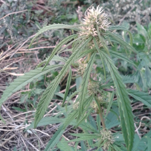 Bundesregierung lässt Anbau von Hanf (Cannabis sativa L.) als Winterzwischenfrucht und Geruchsoptimierung erforschen